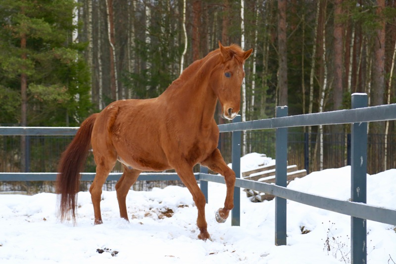Первый житель в поселке «Шале-парк Superbia» – буденновский конь